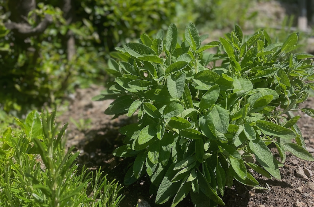MAGGIO Riflessioni verdi, ruoli e meraviglie dell’orto