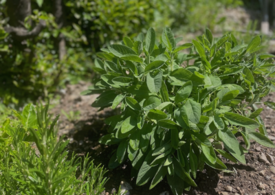 MAGGIO Riflessioni verdi, ruoli e meraviglie dell’orto